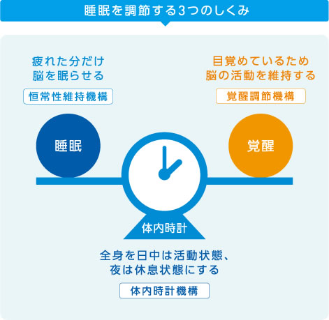 睡眠を調節する3つのしくみ