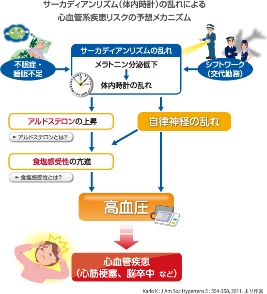サーカディアンリズム（体内時計）の乱れによる心血管系疾患リスクの予想メカニズム