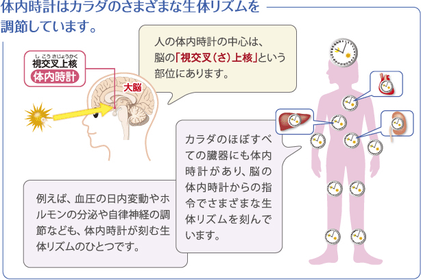 体内時計はカラダのさまざまな生体リズムを調節しています。